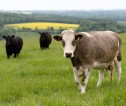 Cows in a field