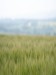 Field of cereal crop