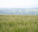 Field of cereal crop