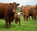 Beef cattle and beef calf