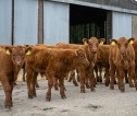 A small herd of calves in a farm steading