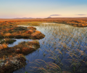 Peatland
