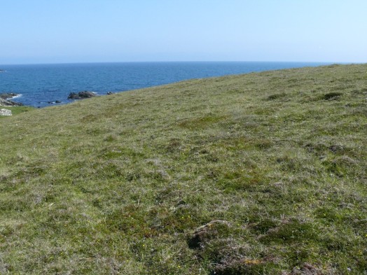 Coastal heath on Shetland – © Jonathan Swales, NatureScot