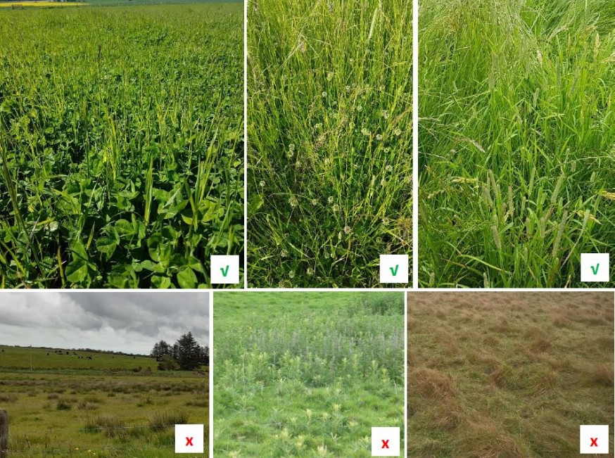 Six examples of different sward types. The first three have ticks in the corner and the last three have crosses. Six examples of different sward types. The first three have ticks in the corner and the last three have crosses.