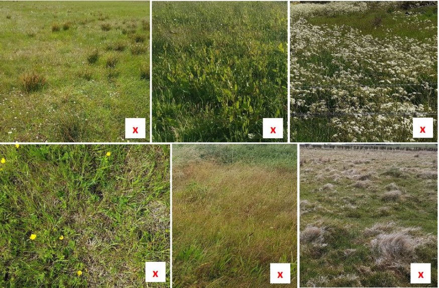 six different examples of sward. They all have crosses in the corner six different examples of sward. They all have crosses in the corner