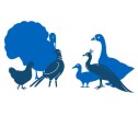 Animated images of a turkey, goose, duck, chicken, peacock and pheasant all together