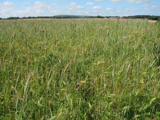 Well-established crop in summer with an abundance of grain – Credit: Hywel Maggs