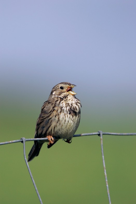 Corn bunting – Credit: Andy Hay – © RSPB images