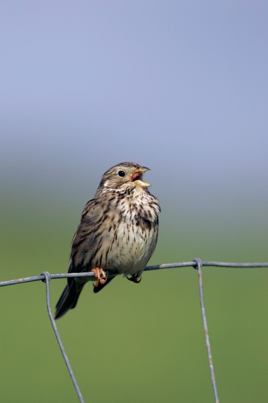 Corn bunting – Credit: Andy Hay – © RSPB images Corn bunting – Credit: Andy Hay – © RSPB images