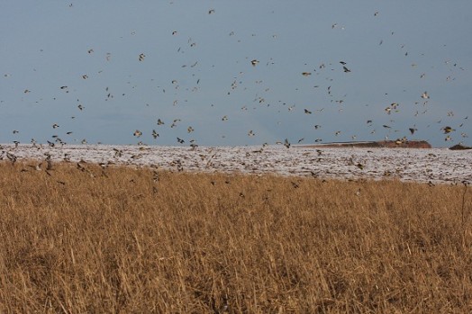 Flock of seed eaters – Credit: Hywel Maggs Flock of seed eaters – Credit: Hywel Maggs