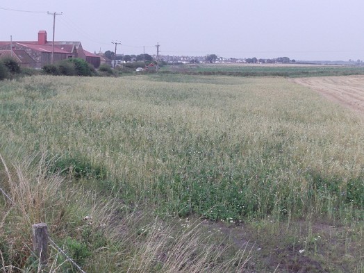 Wild bird seed mix strip next to hedgerow – good for grey partridge and yellowhammer – Credit: Hywel Maggs Wild bird seed mix strip next to hedgerow – good for grey partridge and yellowhammer – Credit: Hywel Maggs
