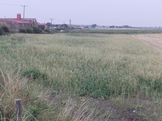 Wild bird seed mix strip next to hedgerow – good for grey partridge and yellowhammer – Credit: Hywel Maggs