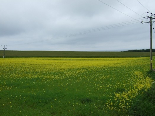 Wild bird seed mix block in open landscape but under wires – good for corn bunting and skylark – Credit: Hywel Maggs