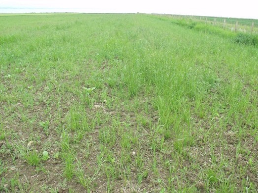 Poorly established crop in summer; sparse and with very little grain – Credit: Hywel Maggs