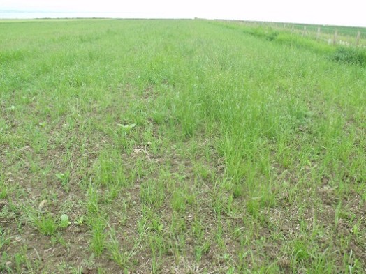 Poorly established crop in summer; sparse and with very little grain – Credit: Hywel Maggs Poorly established crop in summer; sparse and with very little grain – Credit: Hywel Maggs