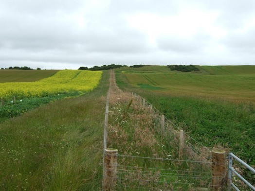 Strip of wild bird seed mix combined with field margin and hedgerow options – Credit: Hywel Maggs