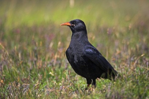 Chough – Credit: Ben Hall – © RSPB images Chough – Credit: Ben Hall – © RSPB images