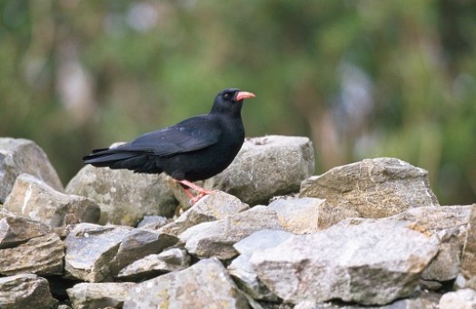 Chough – Credit: Andy Hay – © RSPB images