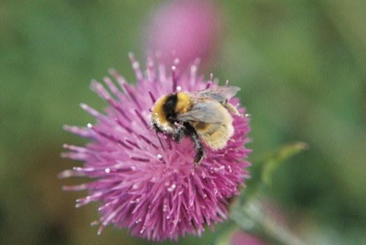 Great yellow bumblebee – Credit: MIked Edwards – © RSPB images