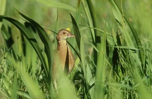 Corncrake – Credit: Chris Gomersall – © RSPB images