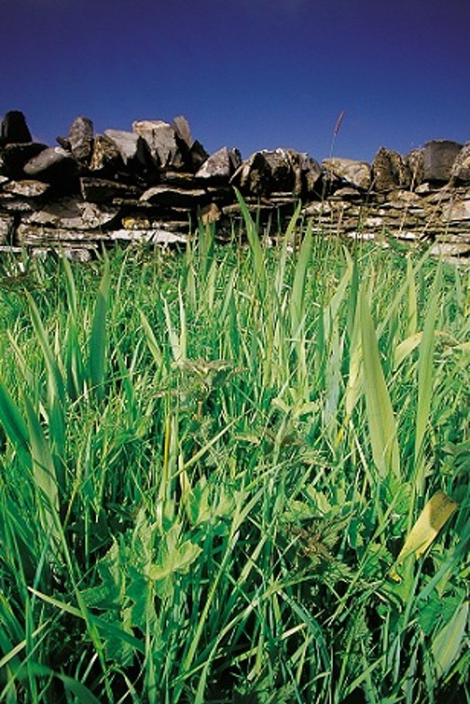 Cover plot – Credit: Andy Hay – © RSPB images