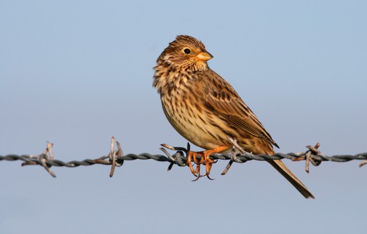 Corncrake habitat – Credit: Tom Marshall – © RSPB images Corncrake habitat – Credit: Tom Marshall – © RSPB images