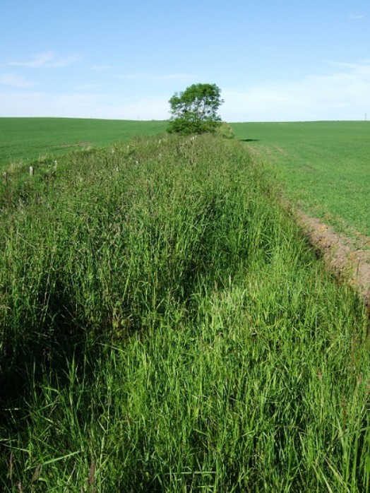 Corn bunting habitat – Credit: Hywel Maggs Corn bunting habitat – Credit: Hywel Maggs