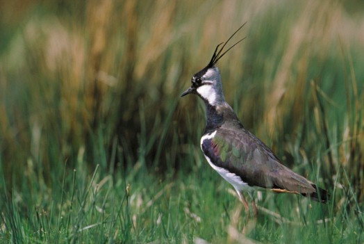 Lapwing – Credit: Andy Hay – © RSPB images