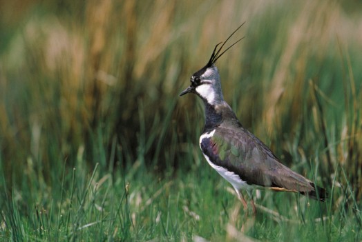Lapwing – Credit: Andy Hay – © RSPB images Lapwing – Credit: Andy Hay – © RSPB images