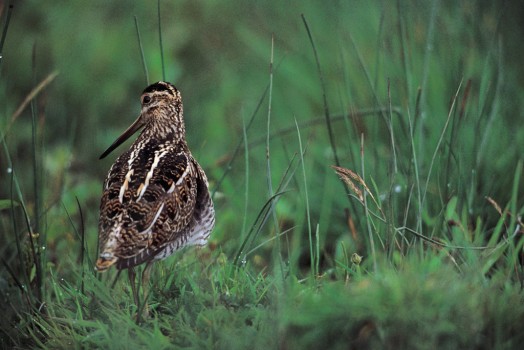 Snipe – Credit: Andy Hay – © RSPB images