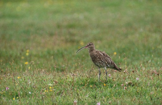 Curlew – Credit: Chris Gomersall – © RSPB images