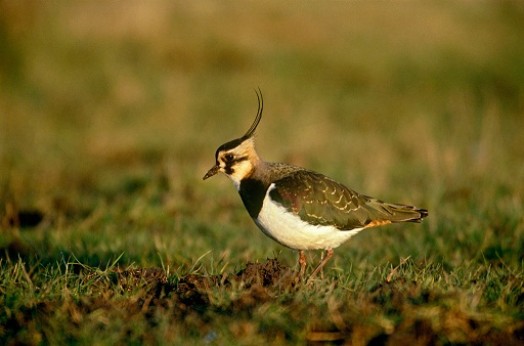 Lapwing – Credit: Chris Gomersall – © RSPB images