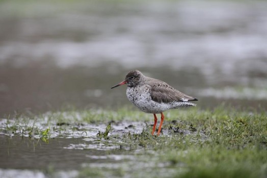 Redshank – Credit: Andy Hall – © RSPB images