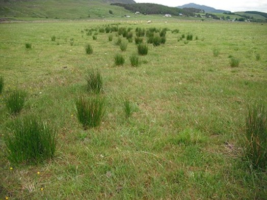 Grazed grassland for waders – Credit: RSPB