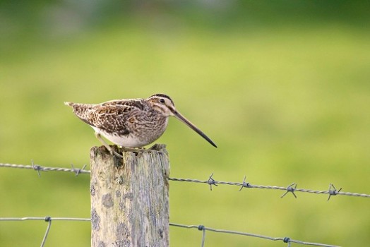 Snipe – Credit: Tom Marshall – © RSPB images