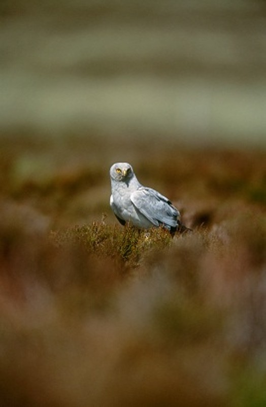 Hen harrier – Credit: Andy Hay – © RSPB images