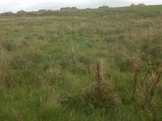 An unmanaged field, ideal for Orkney vole – Credit: Sarah Sankey