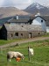 Sheep in front of a farm building