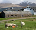 Sheep in front of a farm building