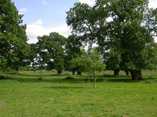 Replacement planting of young oaks in lowland oak wood pasture – © Kate Holl, Scottish Natural Heritage