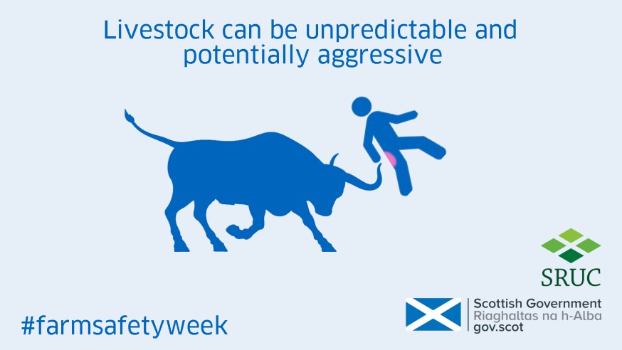 One of our inforgraphics for Farm Safety Week, showing a bull attacking a farmer One of our inforgraphics for Farm Safety Week, showing a bull attacking a farmer