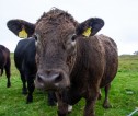 Close up of cow in a field