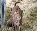 Beef calf with ear tags