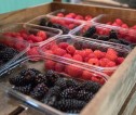 Punnets of Blackberries and Raspberries in a wooden crate.
