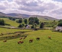 Aerial view of cows on farmland. It is a sunny bright day.