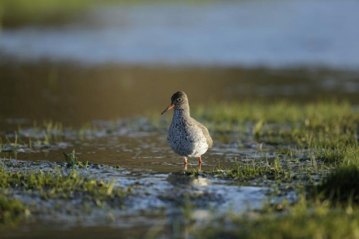 Redshank – Credit: Andy Hay – © RSPB images