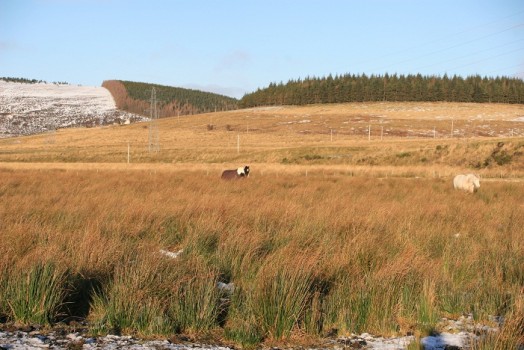 Field suitable for rush management – Credit: Hywel Maggs Field suitable for rush management – Credit: Hywel Maggs
