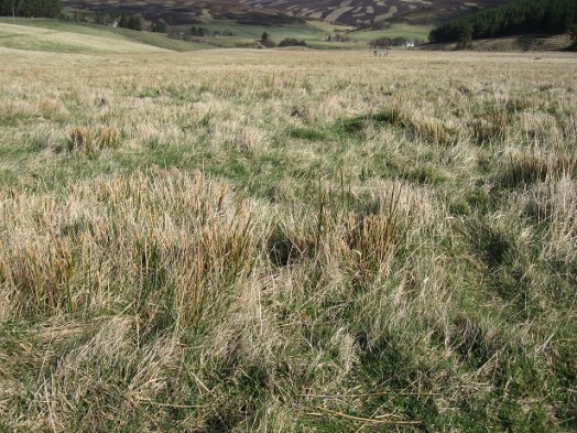 Field after good rush management – Credit: Hywel Maggs Field after good rush management – Credit: Hywel Maggs
