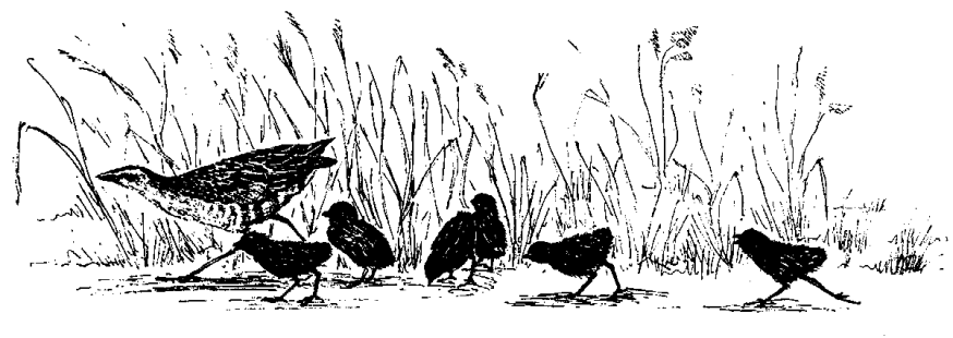 Corncrake cover – Credit: Janet Marshall Corncrake cover – Credit: Janet Marshall