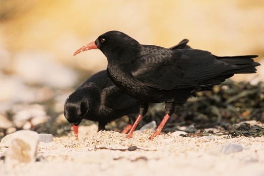 Chough – Credit: Andy Hay – © RSPB images